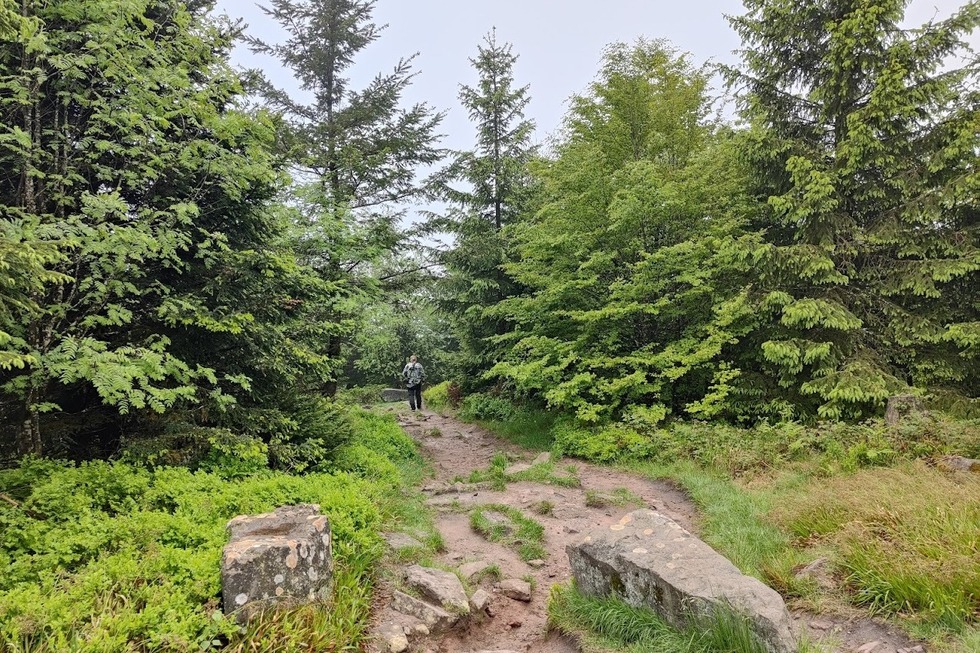 Panoramarunde beim Lotharpfad - Baiersbronn