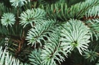 Adventskonzert der Musikalischen Komdie