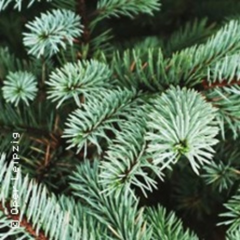 Adventskonzert der Musikalischen Komdie - LEIPZIG - 09.12.2025 16:30