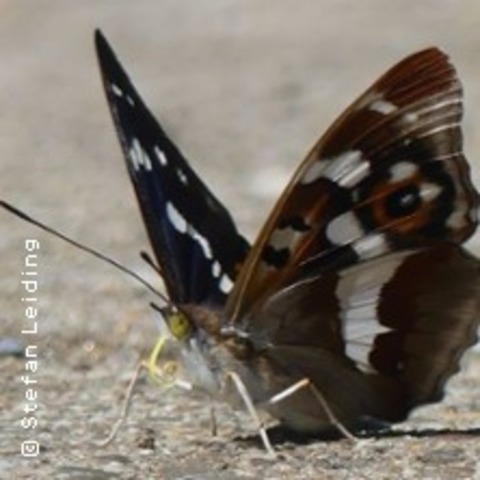 Schmetterlingsexkursion | Naturerlebnisse Stefan Leiding - KALL-URFT - 12.07.2026 11:00