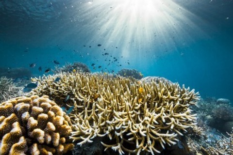 Ozean mit David Attenborough - Achern - 03.07.2025 20:00