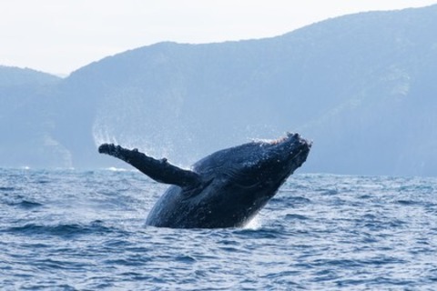 Ozean mit David Attenborough - Achern - 03.07.2025 20:00