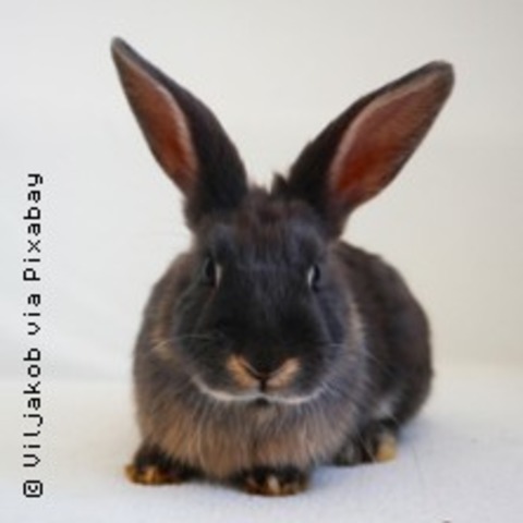 Mundart | Der Bergische Rammler - SOLINGEN - 29.03.2026 14:00