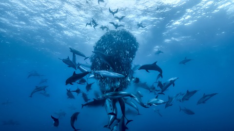 Sommerkino - NaturfilmNacht Ahrenshoop: Ozean mit David Attenborough - Ahrenshoop - 14.08.2025 21:00
