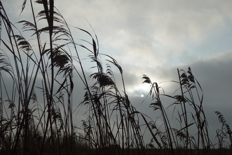 Lesung: &#8222;Du aber bist der Hafen...&#8220; - Ein literarischer Abend zu Mascha Kalko - Ostseebad Ahrenshoop - 07.08.2025 19:00