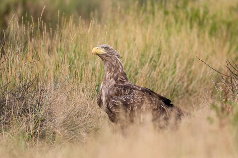 Abendwanderung im Jagdrevier des Seeadlers - Bresewitz - 23.08.2025 17:00