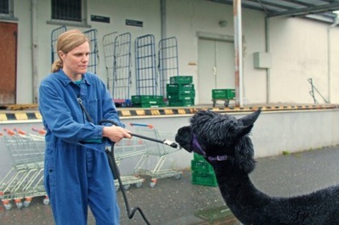 Wilma will mehr - Achern - 27.07.2025 20:00