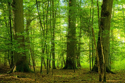 Waldwanderung - &#8222;Faszinierende Bume wirklich kennenlernen und ihre Heilkrfte entdecken&#8220; - Radolfzell am Bodensee - 07.09.2025 13:30
