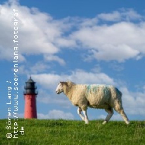 Deich ohne Schafe? - Flensburg - 25.09.2025 20:00