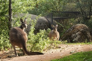 Am Donnerstag, 31.Juli, ffnet der Zoo Basel seine Tore bereits zum Sonnenaufgang um 5 Uhr.