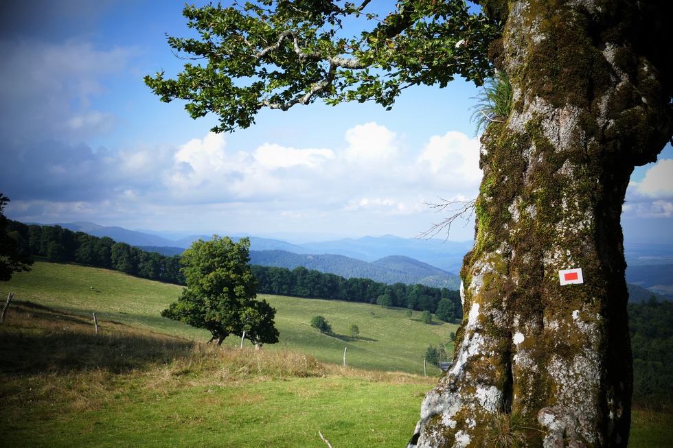 Molkenrain - Willer-sur-Thur