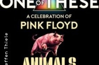One Of These &#8211; A celebration of Pink Floyd / Animals Tour