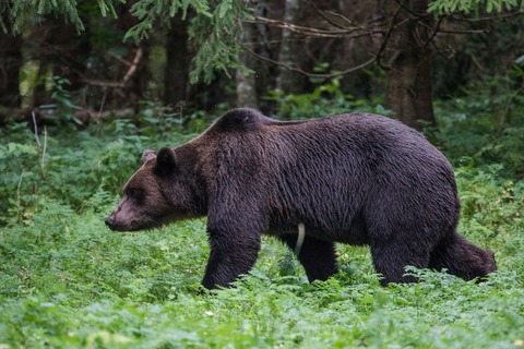Magisches Baltikum - Menschen, Mythos, Mittsommer - Korbach - 25.03.2026 19:30