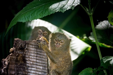 Kolumbien - L�hne - 24.02.2026 17:00