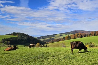Barrierefreie Rundwanderung auf der Platte