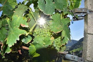 Weinbergtour im Glottertal