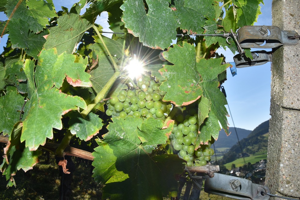 Weinbergtour im Glottertal - Glottertal