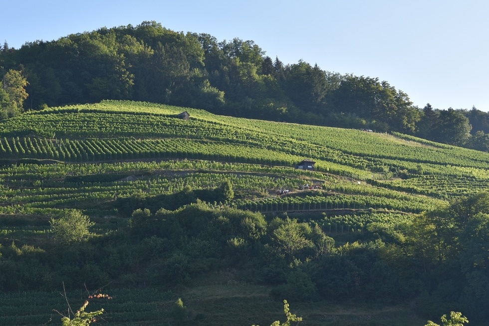 Weinbergtour im Glottertal - Glottertal