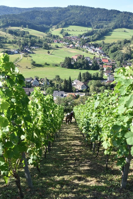 Weinbergtour im Glottertal - Glottertal