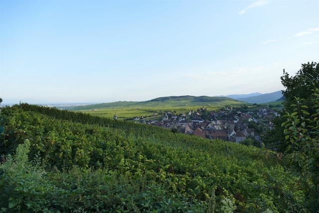Weinpfad Les Perles du Vignoble