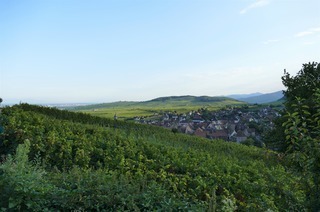 Weinpfad Les Perles du Vignoble
