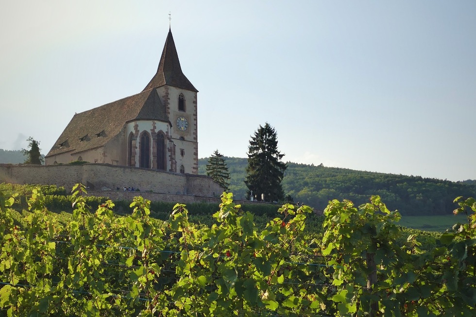 Weinpfad Les Perles du Vignoble - Mittelwihr