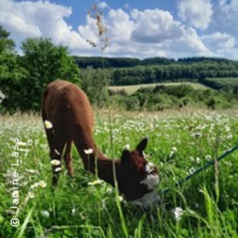 Alpakawanderung in Wetter (Ruhr) - WETTER WENGERN - 25.09.2025 15:30