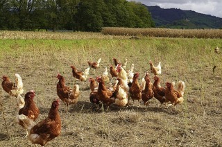 Der Spaziergang "Huhn im Glück" führt durch Bad Krozingen