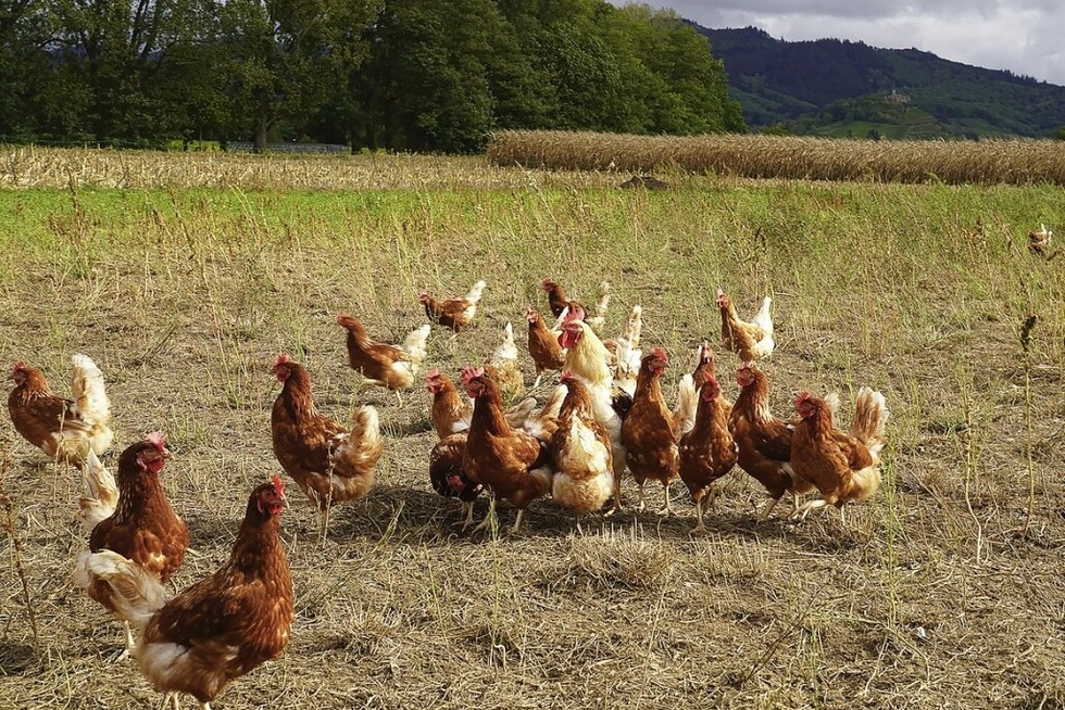 Der Spaziergang "Huhn im Glck" fhrt durch Bad Krozingen - Badische Zeitung TICKET