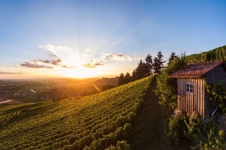 Wandern, Vespern und Weingenuss in einem Rebhisli