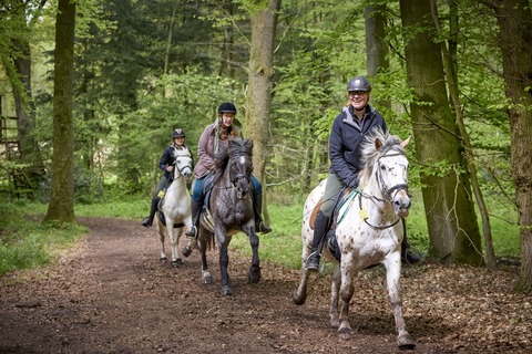 Baumberge. Pferde. Camino. - Der 9. Mnsterland-Ritt - Nottuln - 11.10.2025 10:00