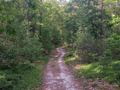 Von der &#8222;Rmerschanze&#8220; zur Ottenburg - Uelzen - 31.08.2025 14:00