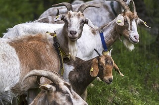 Das Biosphrengebiet Schwarzwald lutet die Zicklein-Wochen mit zwei Ziegenwanderungen ein