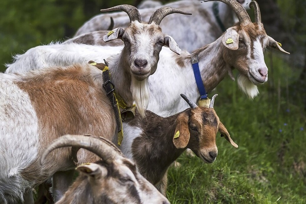 Das Biosphrengebiet Schwarzwald lutet die Zicklein-Wochen mit zwei Ziegenwanderungen ein - Badische Zeitung TICKET