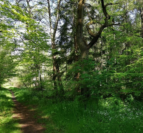 Wanderung ber den Knigsberg und Heisterberg zu verschiedenen Bodendenkmlern - Uelzen - 26.10.2025 14:00