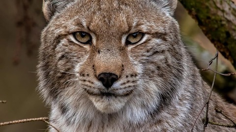 Der Harz - Im Wald der Luchse - Wieck auf dem Dar - 01.10.2025 14:00