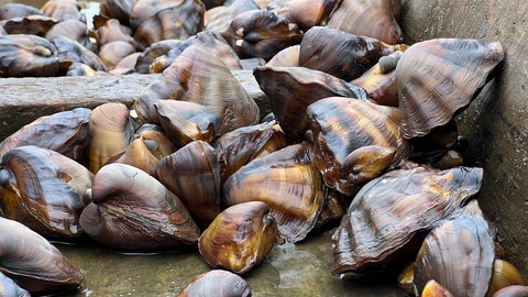 Die Muscheltaucherinnen vom Kongo-Delta - Wieck auf dem Dar - 03.10.2025 17:00