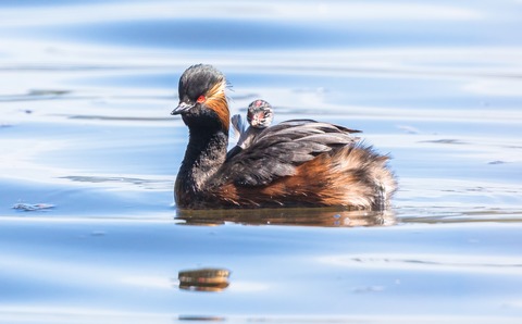 Eintauchen ins tiefe Blau - Unsere Seen im Norden - Born am Dar - 03.10.2025 17:30
