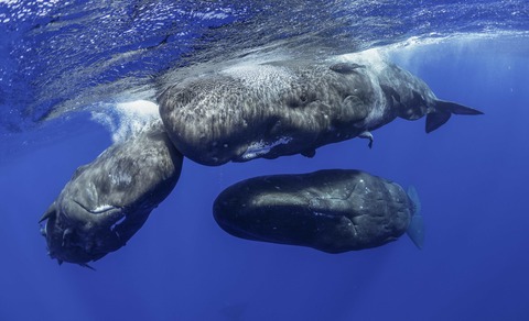 Abtauchen mit Giganten - Pottwale hautnah - Stralsund - 05.10.2025 13:00