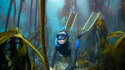 Der Kelpwald - Sdafrikas geheimnisvolle Unterwasserwelt - Stralsund - 05.10.2025 11:00