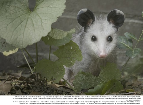 Willkommen in der Nachbarschaft - Wilde Tiere in der Stadt - Zingst - 05.10.2025 14:00