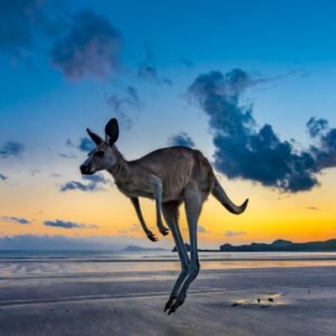 Australien - Ein Jahr Freiheit - Bad Waldsee - 19.02.2026 19:30