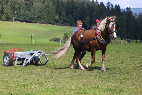 Leistungsprfung fr Schwarzwlder Kaltblutstuten - St. Mrgen - 08.09.2025 09:00