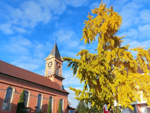 Herbstzauber: Stadtgeschichte, Zwiebelkuchen & Neuer Wein - Bad Drkheim - 18.10.2025 15:00