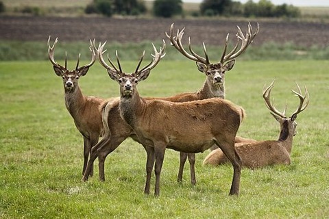 Wild Kochkurs - Landgasthof Knig von Preuen - Frauenalb - 03.11.2025 17:00