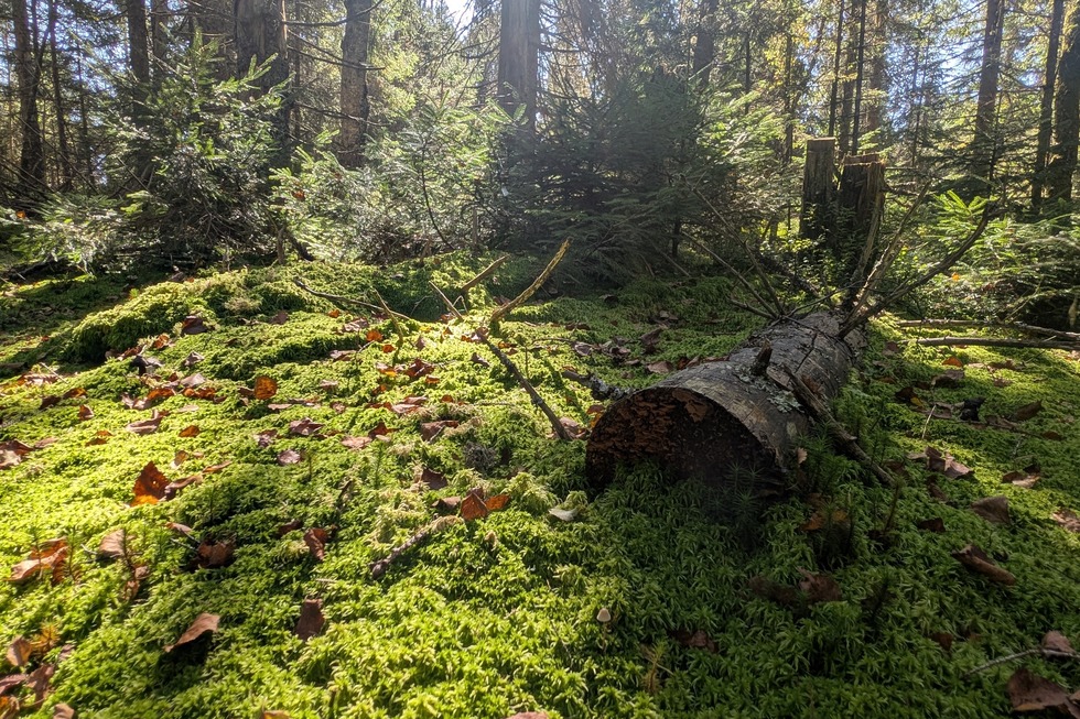 Hochmoor - Hinterzarten