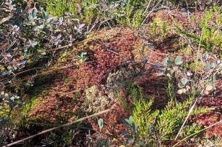 Hirschbdermoor
