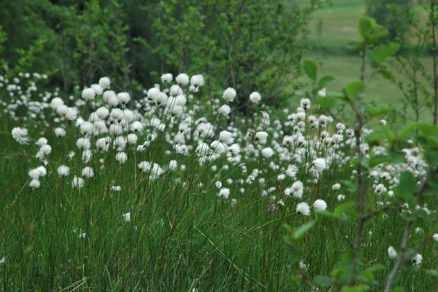 Hchenschwander Moor