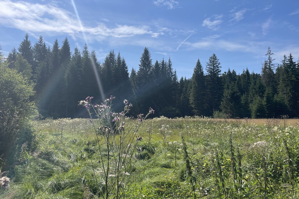 7-Moore-Weg - Herrischried