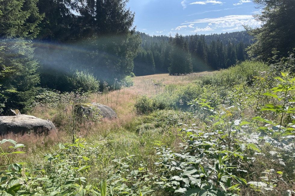 7-Moore-Weg - Herrischried